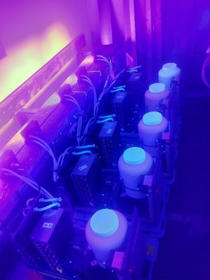 ультрафиолетовый свет 365nm 385nm 395nm 405nm УЛЬТРАФИОЛЕТОВОГО пурпура модуля СИД 1300W для УЛЬТРАФИОЛЕТОВЫЙ лечить